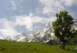 Aru In Ladakh