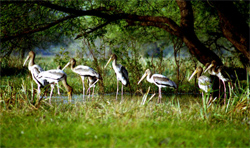 Bharatpur Bird Sanctuary