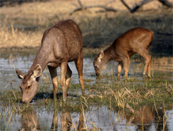 Keoladeo Ghana National Park