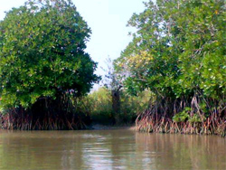 Pichavaram Mangrove Forest