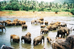 Pinnawela Elephant Orphanage