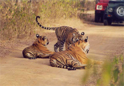 Ranthambore National Park