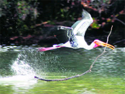 Vedanthangal Bird Sanctuary