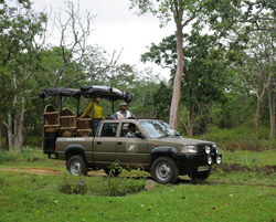 Bandipur Cicada