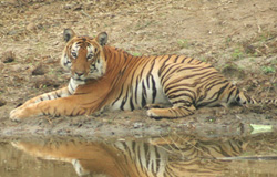 Bandipur Dholesden