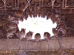 Karni Mata Temple, Bikaner