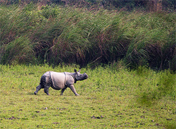 Kaziranga National Park