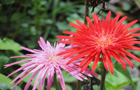 Kodaikanal Flowers of Mistycove