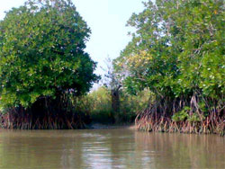 Mangrove Forest