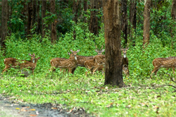 Muthanga Wildlife Sanctuary