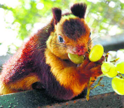 Srivilliputhur Grizzled Squirrel WLS