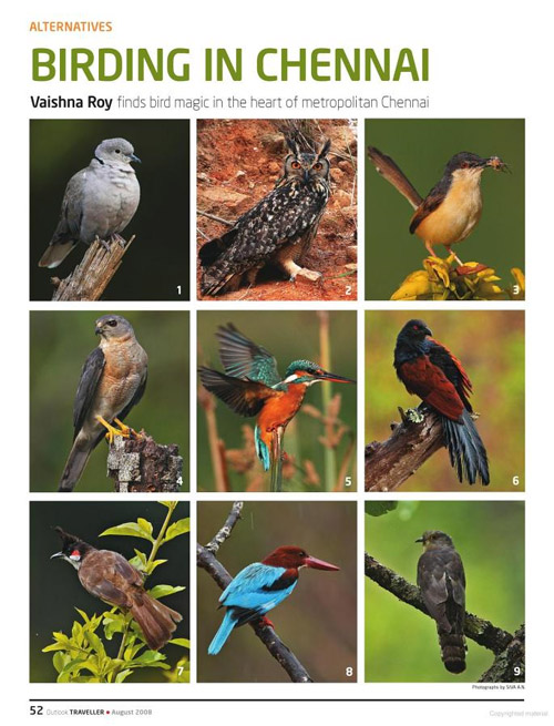 Bird Watching in Chennai