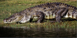 Bandipur National Park