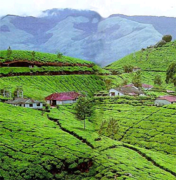 Munnar Tea Estate